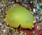 ~cCE~EV