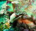 ̃jWM|
