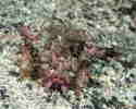 IjIR[̗c