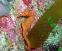 ^cmIgVS