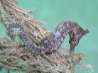 ^TmIgVS
