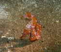 ^cmIgVS