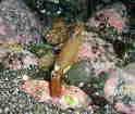 CJ̎q