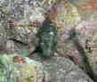 _CiM|