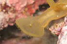 qx