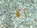 NCV`̗c