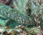 Ncn[̃IX