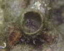 }_M|