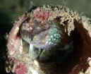 }gCV`