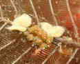 }cJTE~EV