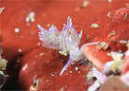 Zg~mE~EV
