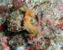 ^cmIgVS