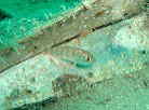 eWN_C