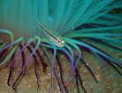 eb|ECV`