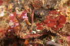 _SEIƃ^cmIgVS