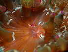 JUC\M`NGr