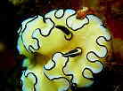 LCE~EV