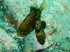 NCV`̋