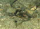 ASA}_CȂ̈