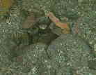 ASA}_C