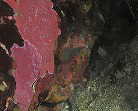 RNexPCn[