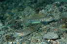Ncn[