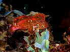 }X_IR[