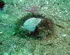 I~iGV_J
