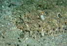 ZCer