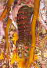 tgrVRȂ̈