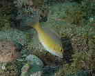 C\tGtL