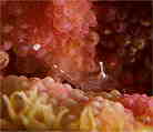 C\M`NGrc