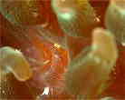 JUC\M`NGr
