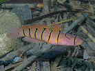 Lko̐