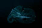 NQm~ڂ̈