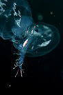 NQm~̒Ԃ̎q
