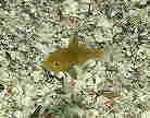NCV`̗c