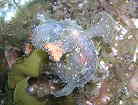 qx