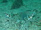 Ijn[̃yA