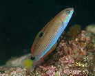 Igqx