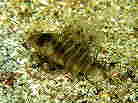 XYLڂ̈
