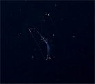 Grނ̈