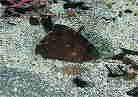 qQ_C̗c