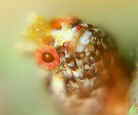 CAiRPM|