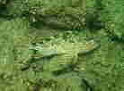 JTS