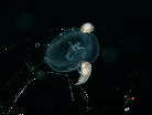 NQm~ڂ̈