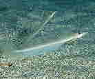 NGM|̈Њd