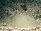 NEVmV^