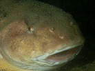 NTEI