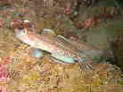Ncn[